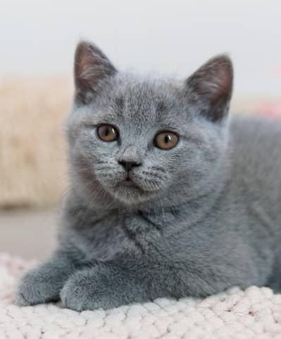 British Shorthair | Scottish Fold