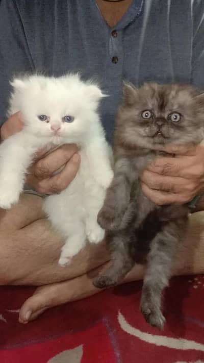 Cute Persian Pet cats