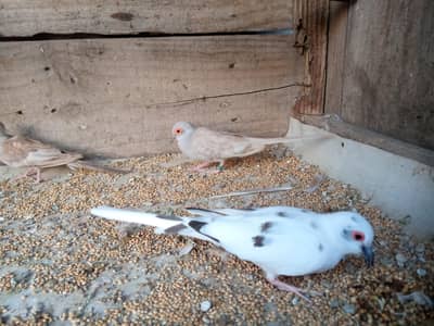 Red Doves