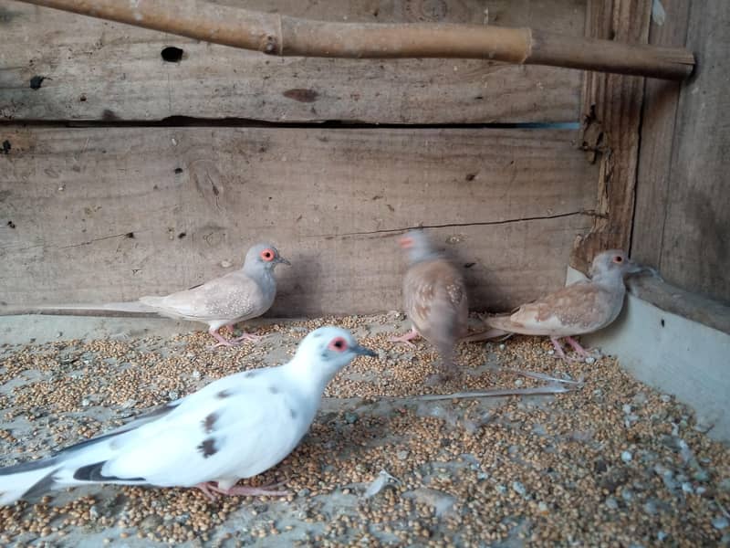 Red Doves 2