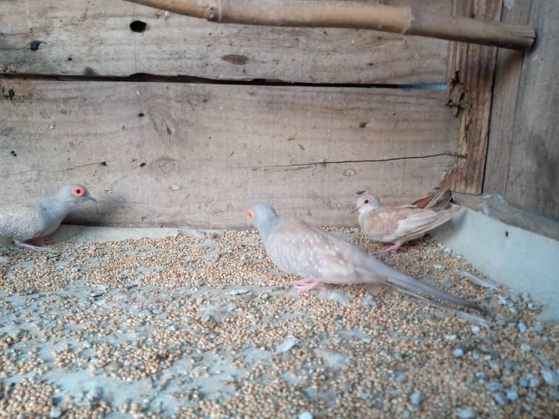 Red Doves 3