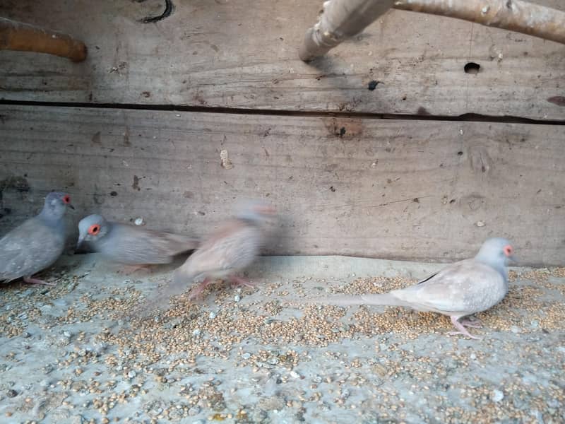 Red Doves 4