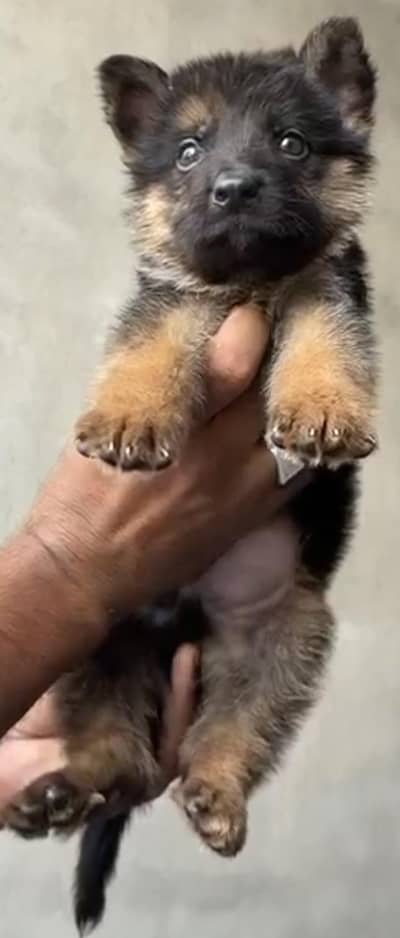 double cort german shepherd male puppy for sale