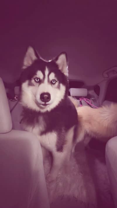 Siberian husky pure bread