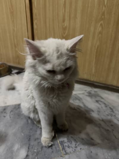 Male or Female both sale