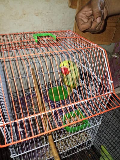 Green parrots