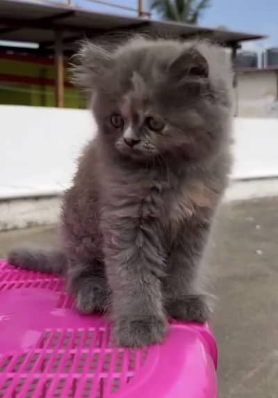 Quality Persian Punchface cat & kitten. moreWhatsApp 03314426573