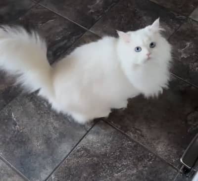 Quality Persian Punchface cat & kitten. moreWhatsApp 03314426573