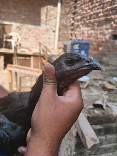Pure Dragon female healthy and active egg laying