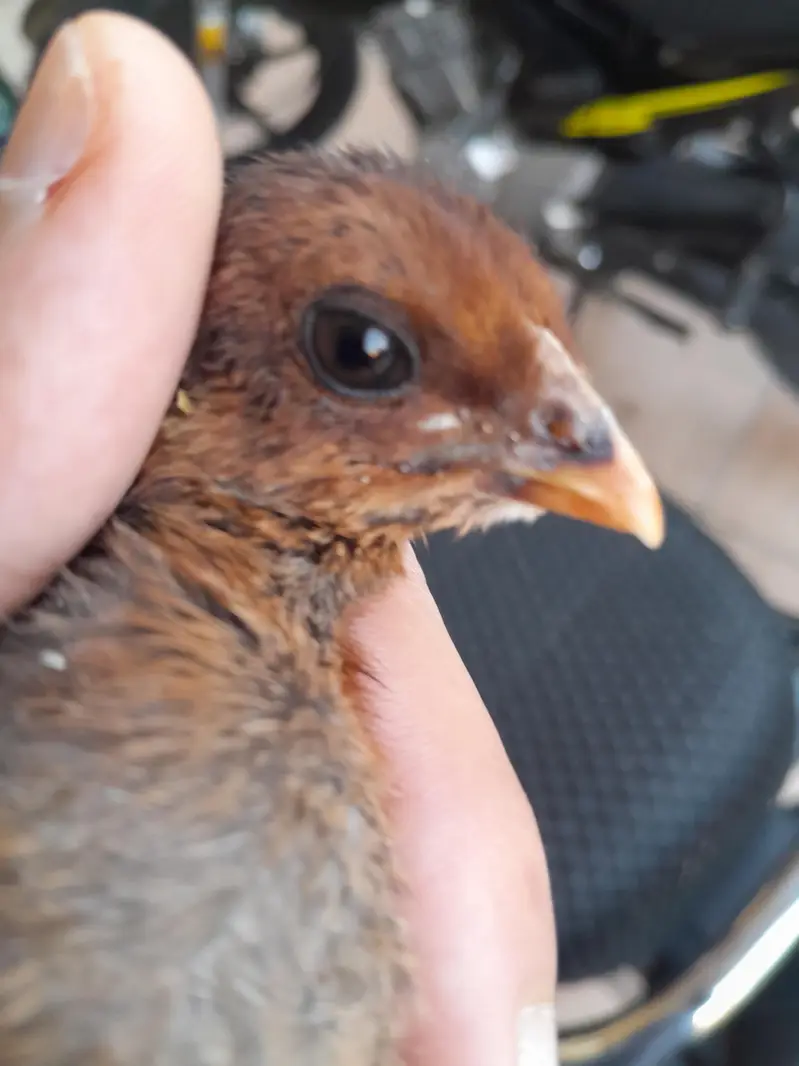 thai burmi and thai pakoye dragon black eyes chicks for sale — photo 2