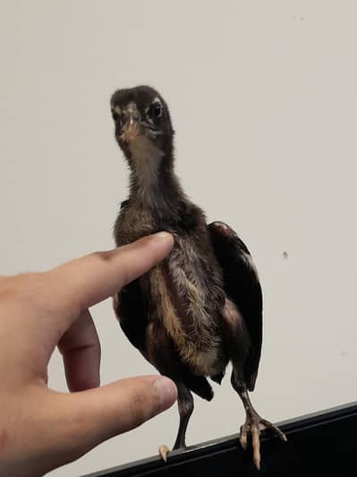 thai burmi and thai pakoye dragon black eyes chicks for sale