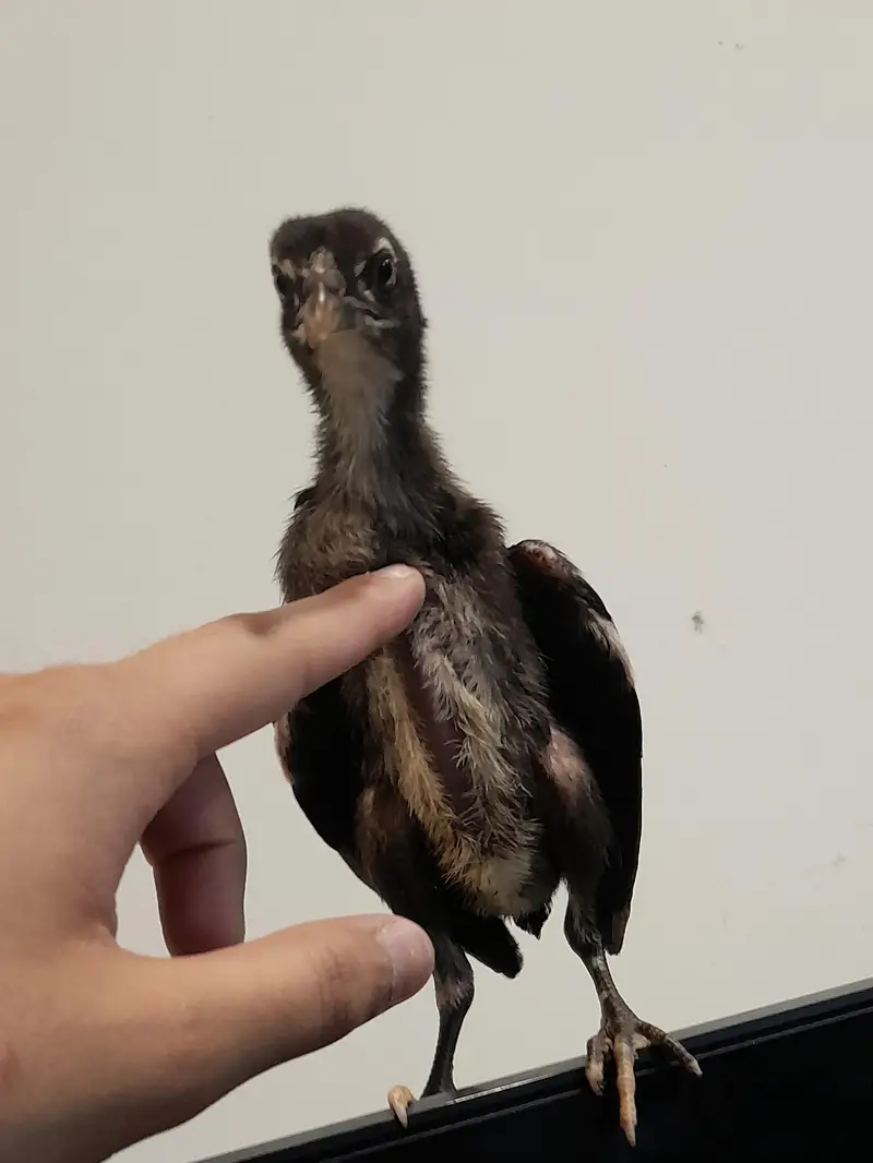 thai burmi and thai pakoye dragon black eyes chicks for sale