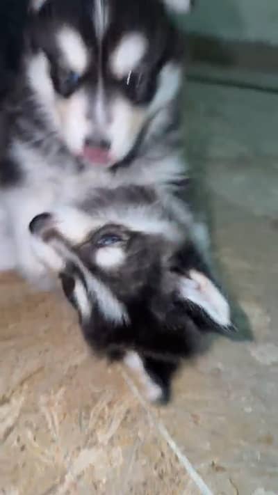 Pure Siberian Husky Puppies Pair