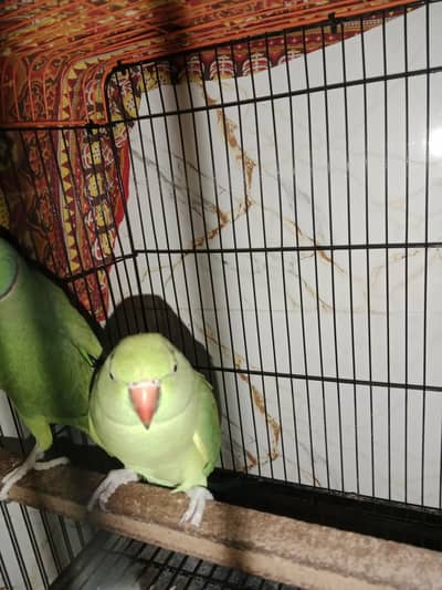 green ring neck vip pair
