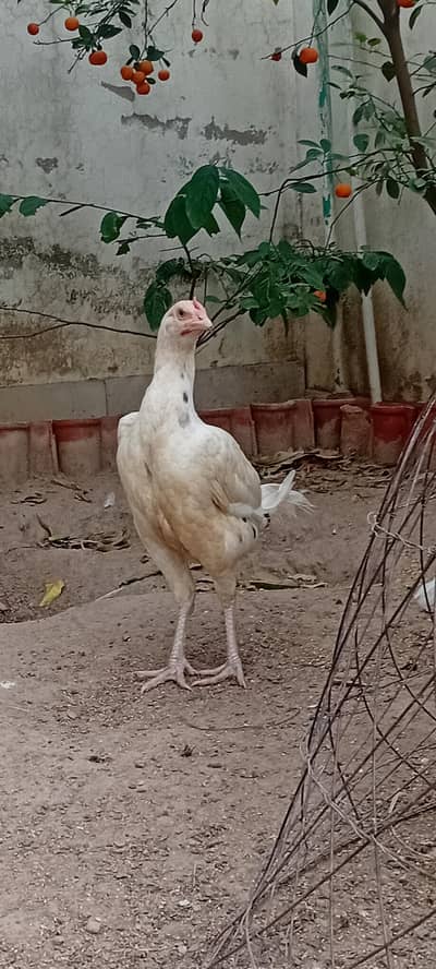 Aseel Females Available