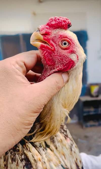 PARROT BEAK. 03139874002.