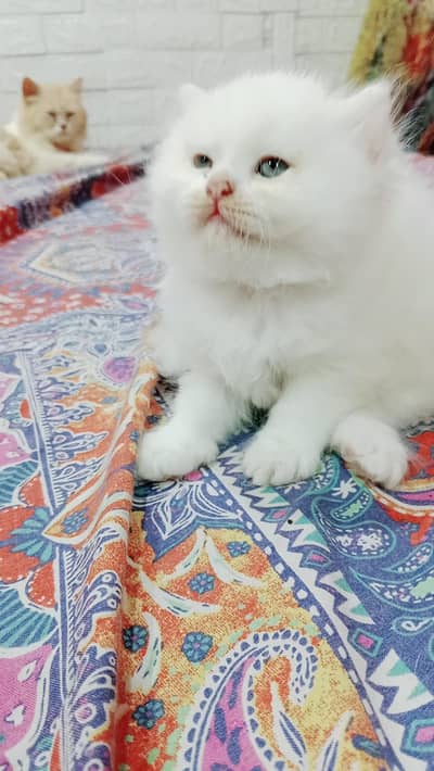 Persian kittens. . .