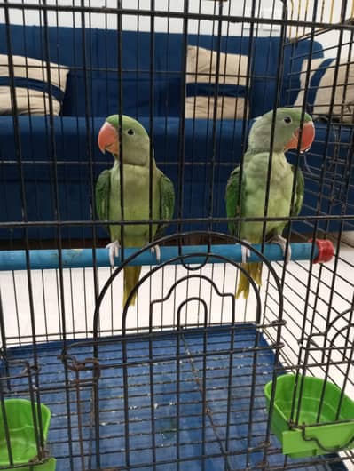raw parrot hand them 0 bite pair with cage