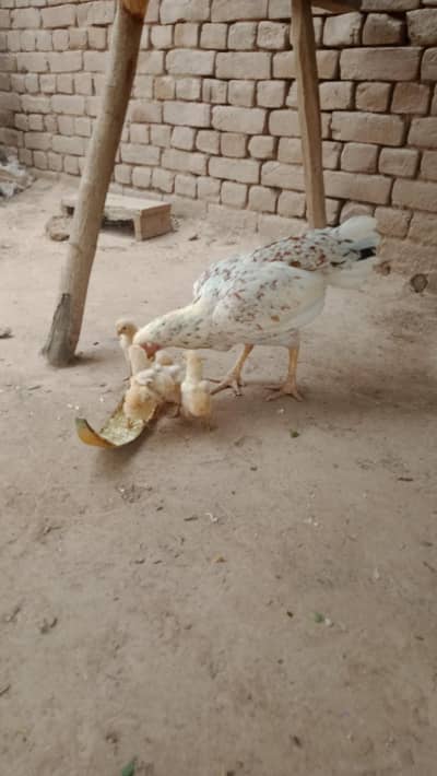 cheeni murgi with chicks Whatsapp 03120689129