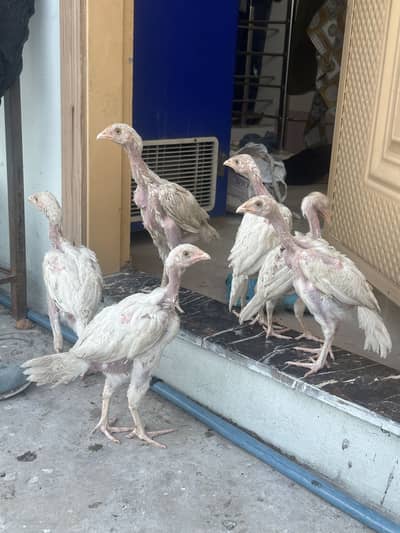 Heera aseel chicks
