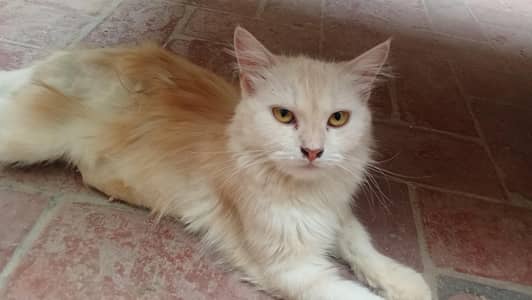 Persian female cat with 3 kittens