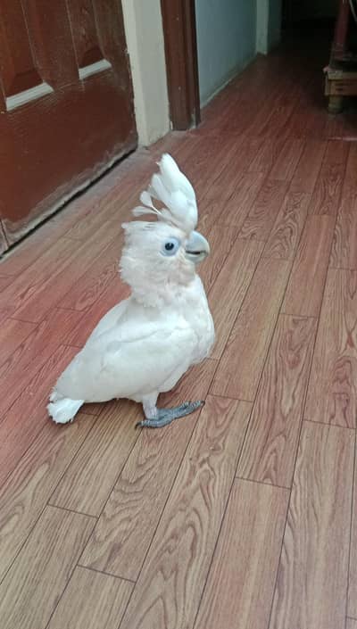 Ducrop Cockatoo Chicks Available