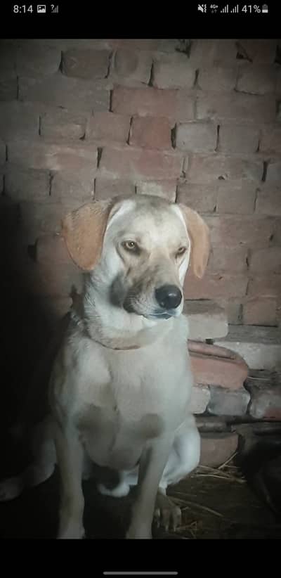 Labrador Male - Full Aggressive and Protective Guard Dog