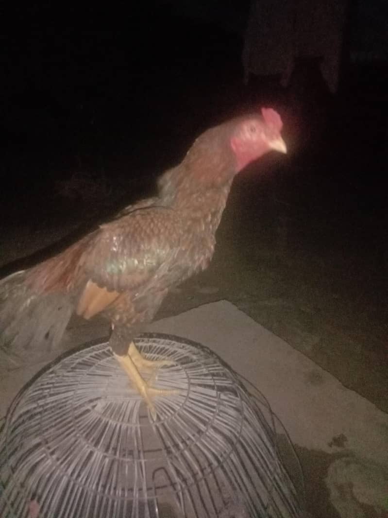 murgh 0