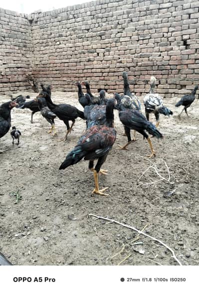asell murgy for sale