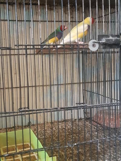 common gouldian & yellow gouldian males