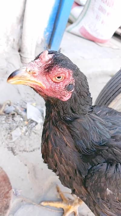 Aseel hen