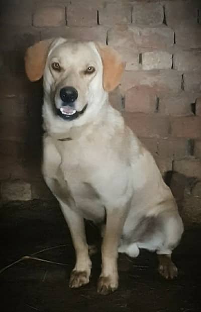 Labrador Male - Full Aggressive and Protective Guard Dog