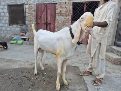 Pure Rajanpuri Nuqra Breeder Bakra