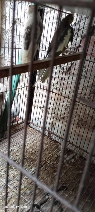 love birds and cok taile with cages