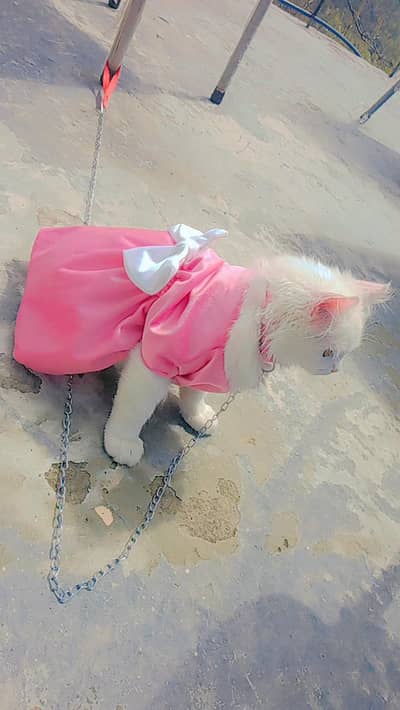 PERSIAN CAT FOR SALE