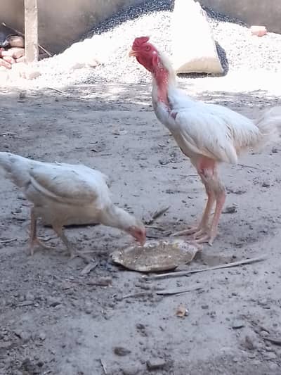 white jodha