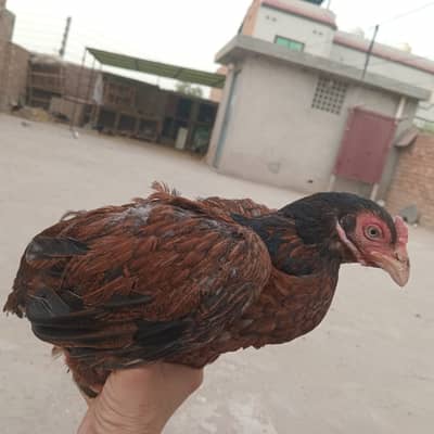 Mianwali  Aseel , Age 12 to 13 month