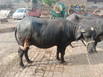 4 daant kanj jhoti