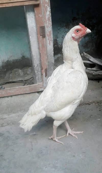 Heery Chicks
