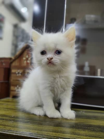 Persian cat double coat