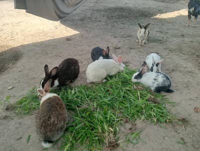 1 male 3 female and 3 another
