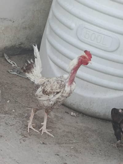 murga for sale