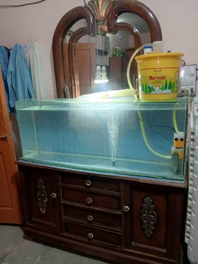 aquarium flowerhorn fish with accessory