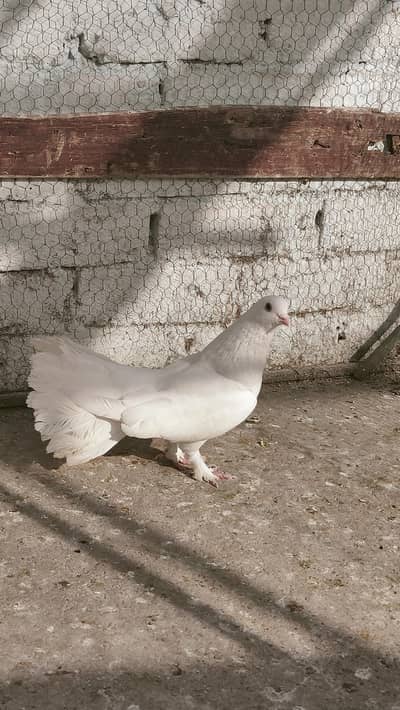 white Lakha Mel for sale