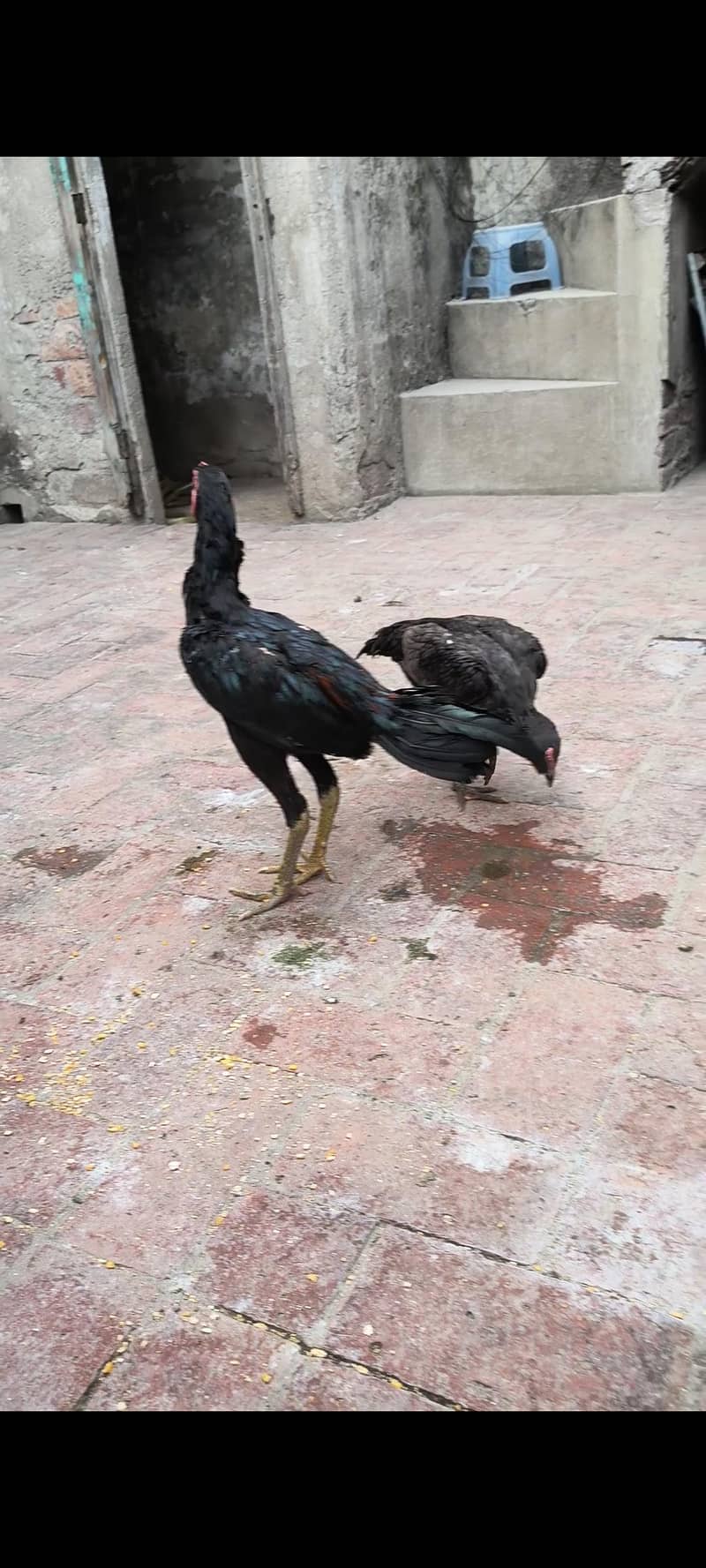 Thai cros pair 0