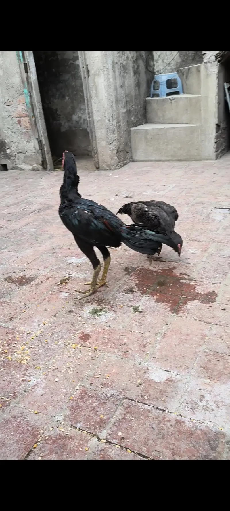 Thai cros pair