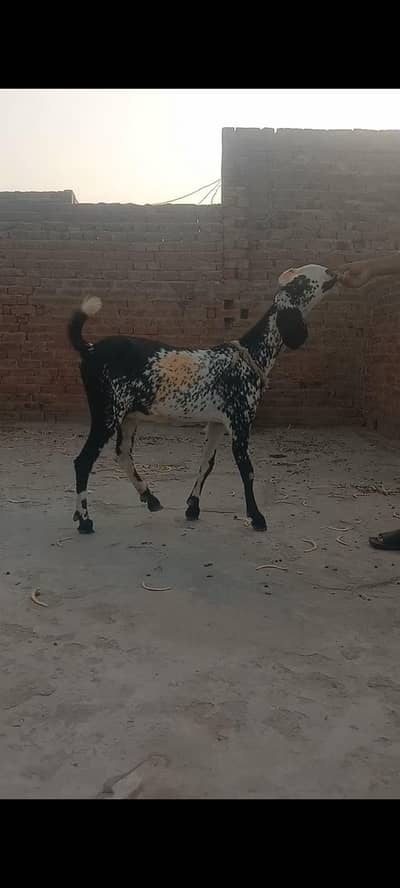 1 female 03075547527