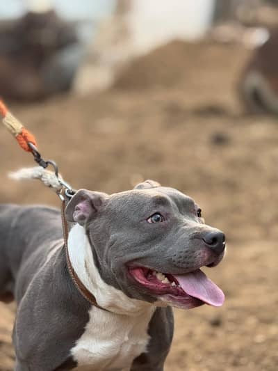 Pitbull for sale