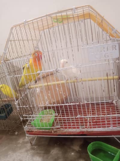 Pair for sale