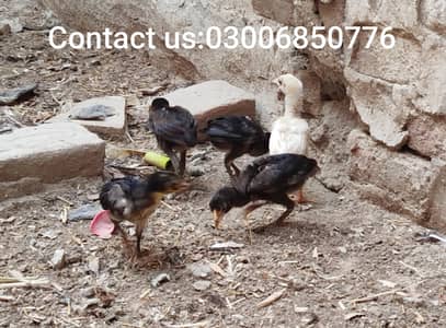 10 chicks of pure aseel are for sale